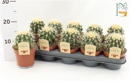 <h4>Echinoc Grusonii</h4>