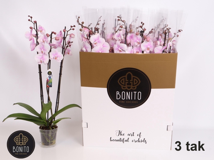 <h4>PHAL OV ROZE</h4>