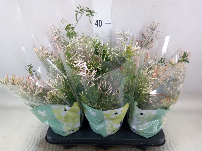 <h4>Jasminum polyanthum</h4>