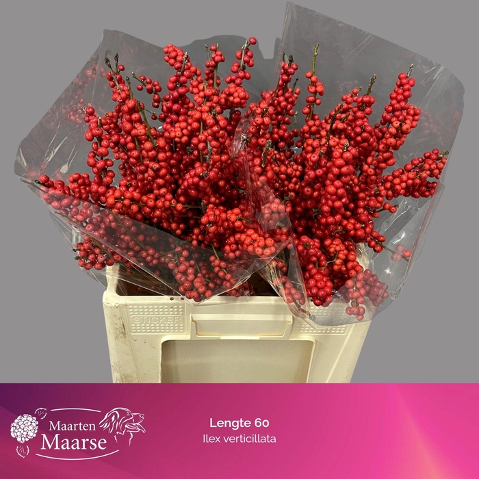 <h4>ILEX VE RODE BES</h4>