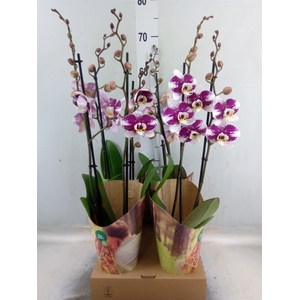 Phalaenopsis  'Ant Barcelona'