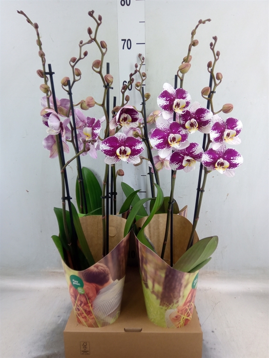 <h4>Phalaenopsis  'Ant Barcelona'</h4>