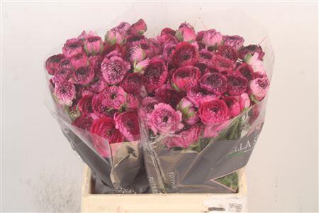 <h4>Ran El Pink Stripes</h4>