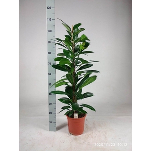 FICUS CYATHISTIPULA