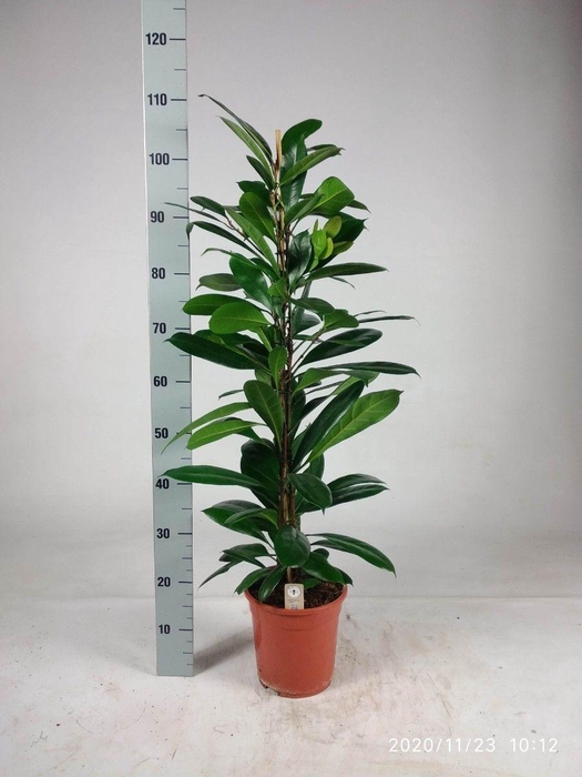 <h4>FICUS CYATHISTIPULA</h4>