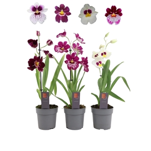 Inca Miltoniopsis mix 1 spike