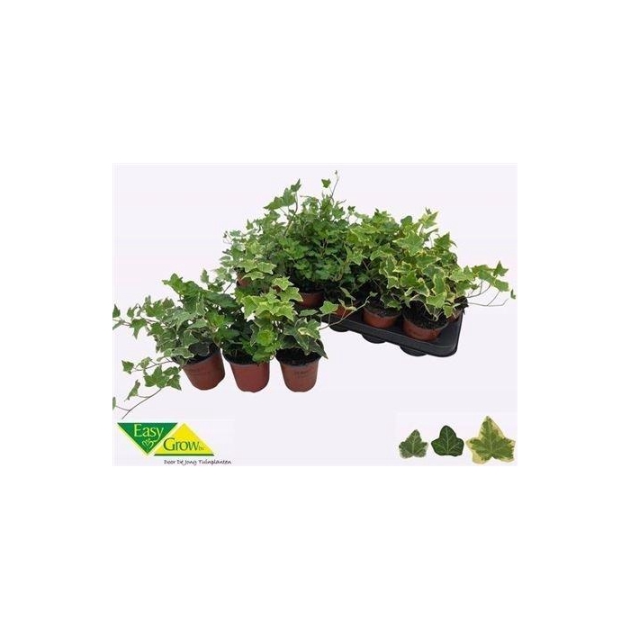 <h4>Hed He Gem 3 Srt</h4>