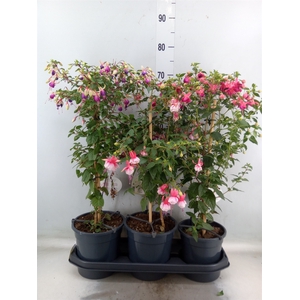 Fuchsia   ...