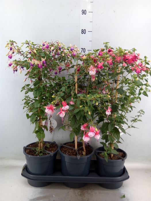 <h4>Fuchsia   ...</h4>