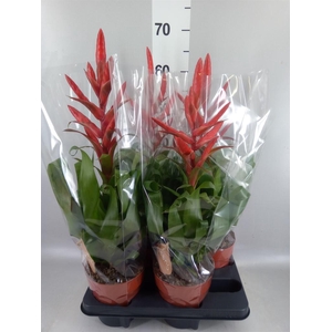 Tillandsia  'Naomi'