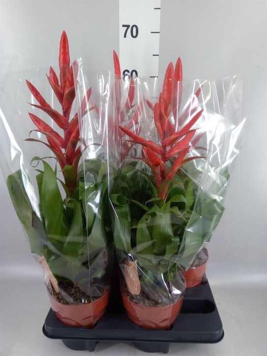 <h4>Tillandsia  'Naomi'</h4>