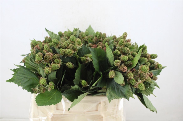 <h4>Rubus (braam) P/tak 40cm</h4>
