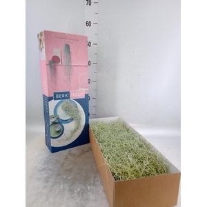 Tillandsia usneoides