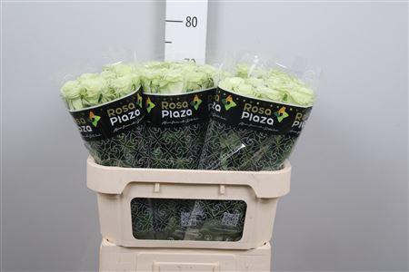 <h4>R Gr Noelle!</h4>