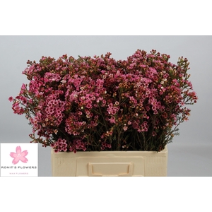 CHAME SARAHS DELIGHT