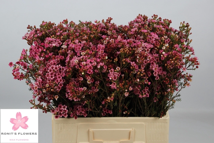 <h4>CHAME SARAHS DELIGHT</h4>