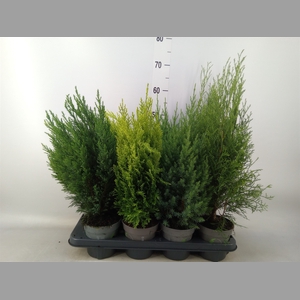 Conifers   ...mix