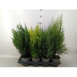 Conifers   ...mix