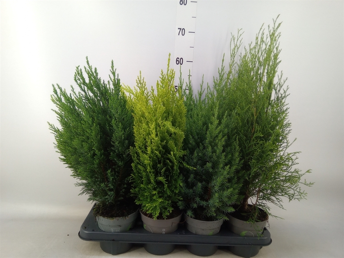 <h4>Conifers   ...mix</h4>