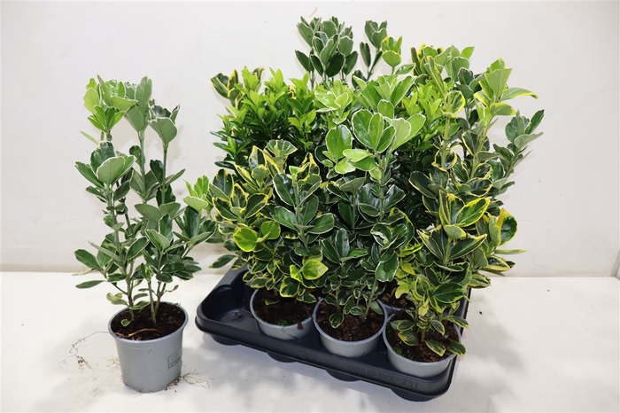 <h4>Euonymus Jap Gem</h4>