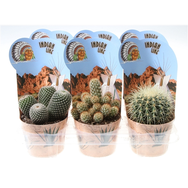 Potcover indian line cactus mix