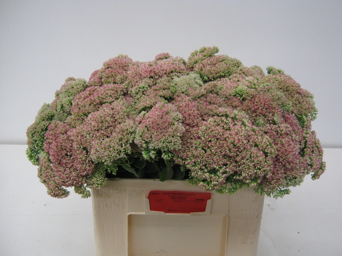 <h4>SEDUM SPECTABILE</h4>