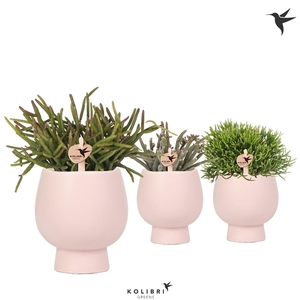 Kolibri Greens Rhipsalis mix in Scandic pot nude