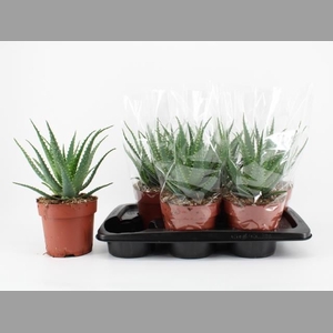 ALOE ARBORESCENS