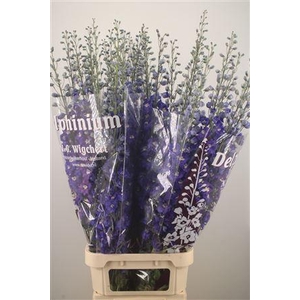 Delph El Dewi Blue Star