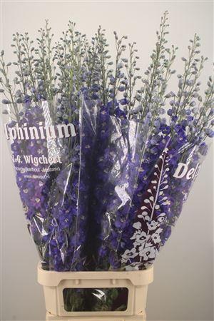 <h4>Delph El Dewi Blue Star</h4>