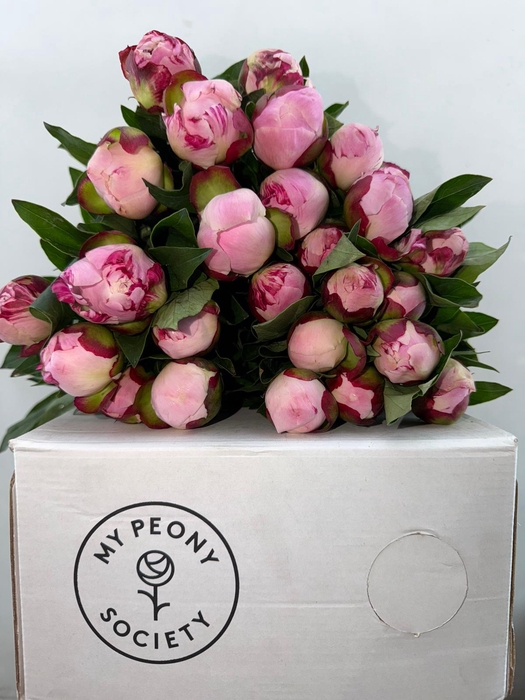 <h4>Paeonia Gardenia</h4>