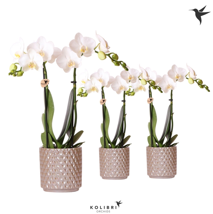 <h4>Kolibri Orchids Phalaenopsis white 2 spike in Diamond Pearl sand</h4>