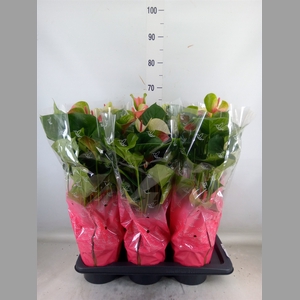 Anthurium andr. 'Fantasy Love'