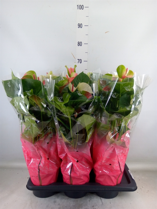 <h4>Anthurium andr. 'Fantasy Love'</h4>