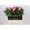Paeonia Truly Yours