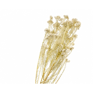 Dried Bleached Rice Flower
