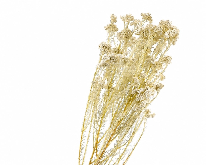<h4>Dried Bleached Rice Flower</h4>