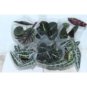 ALOCASIA P12