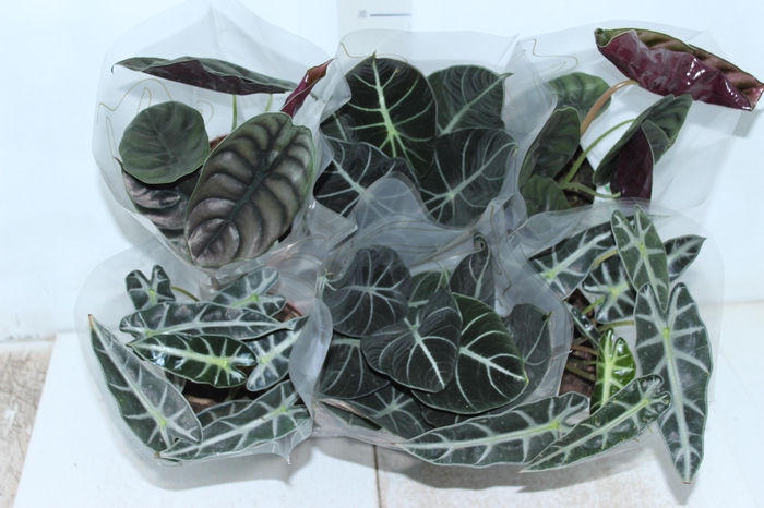 <h4>ALOCASIA P12</h4>