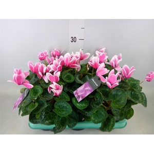Cyclamen GR 'Lovely Moments'