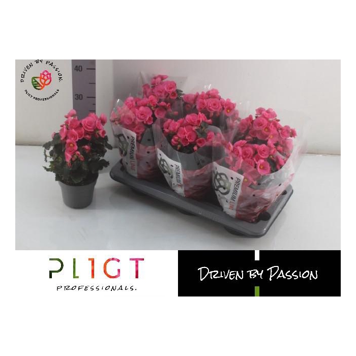 <h4>BEG HL ADONIA PINK</h4>