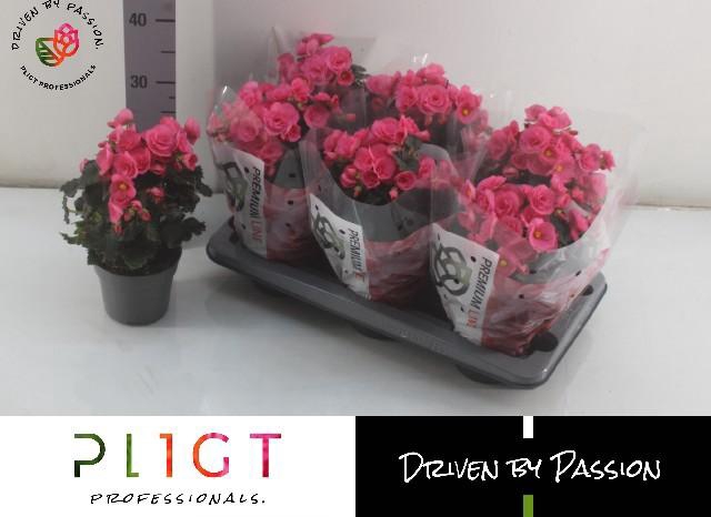 <h4>Beg Hl Adonia Pink</h4>