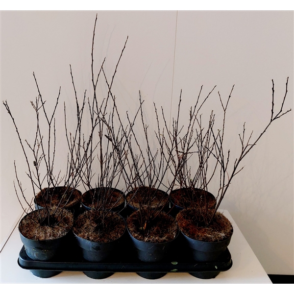 <h4>Salix Irrorata bush p14</h4>