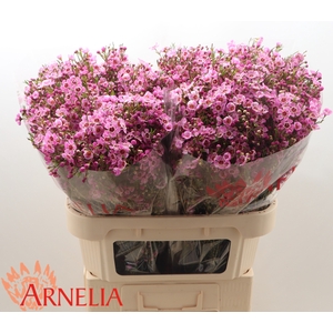 Chamelaucium 'Niek's Pride'