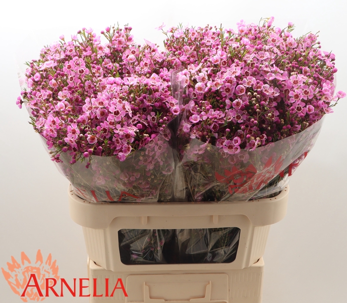 <h4>Chamelaucium 'Niek's Pride'</h4>