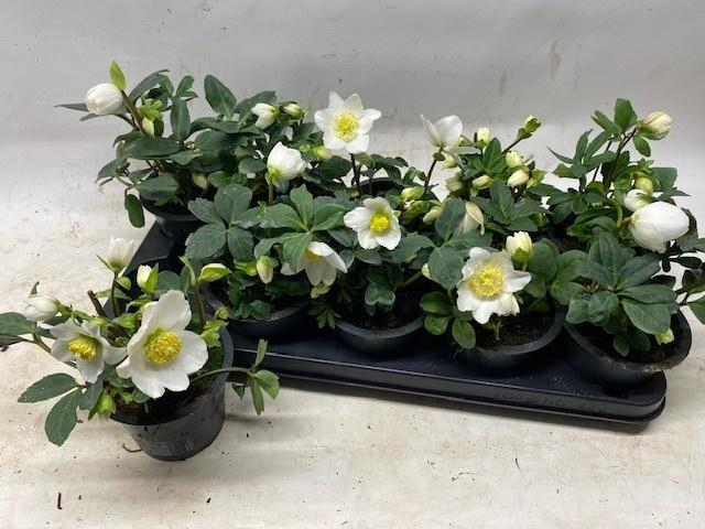 <h4>HELL NI HAPPY DAY</h4>