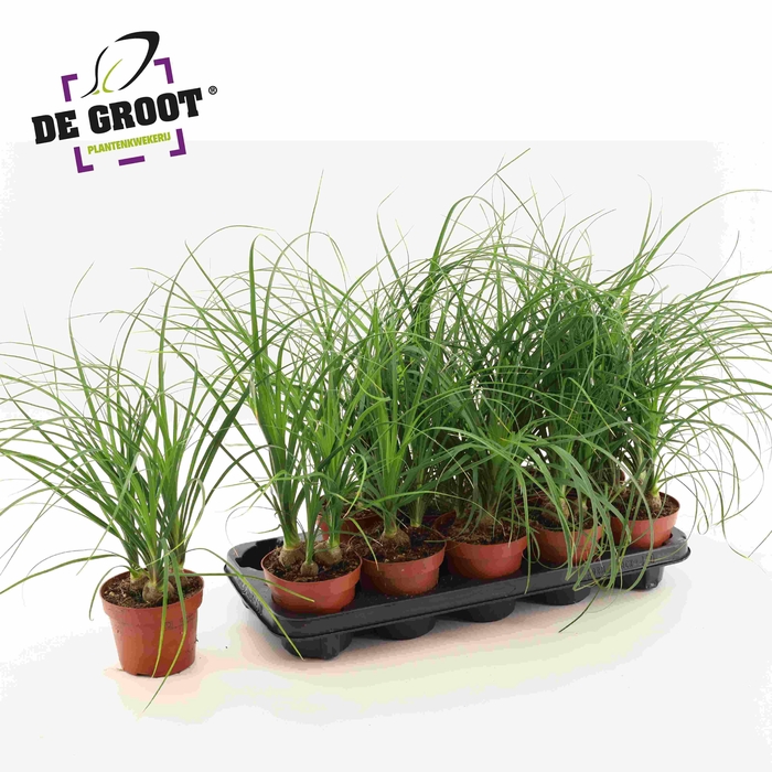 <h4>BEAUCARNEA RECUR</h4>