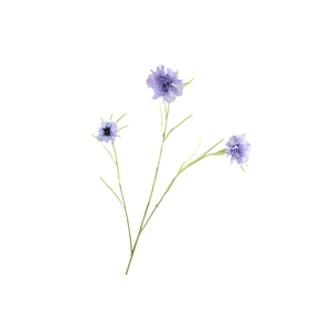 Centaurea Blue Light