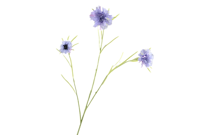 <h4>Centaurea Blue Light</h4>