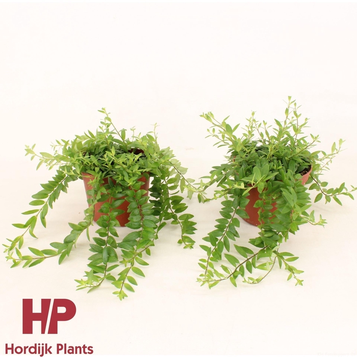 <h4>Aeschynanthus Japhrolepis</h4>